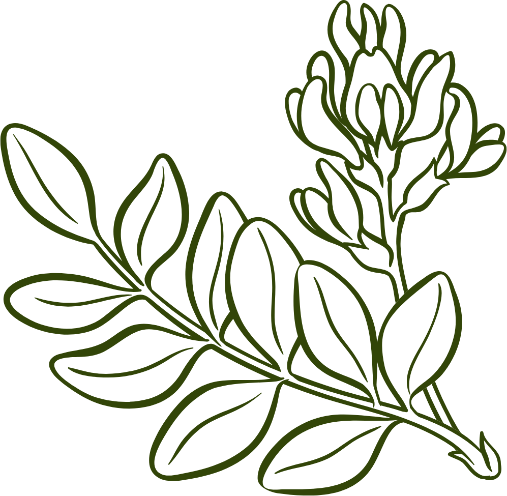 astragalus