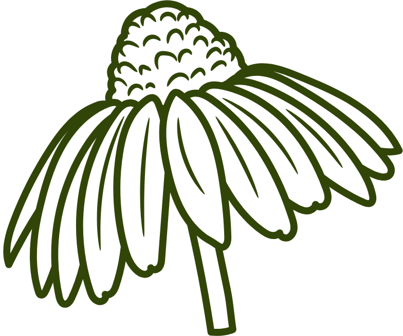 echinacea